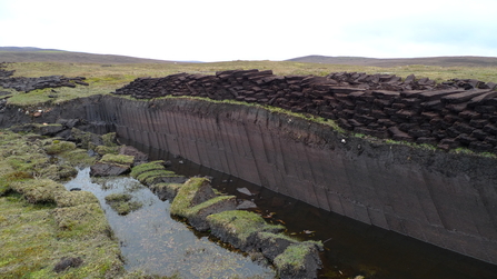 Cut peat turfs drying on a peatland site