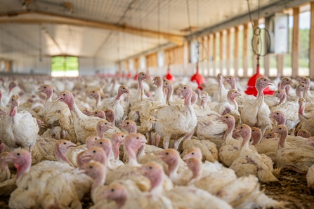 Tightly-packed poultry barn