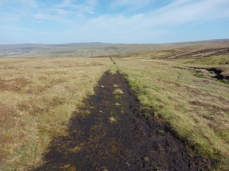 Track through a peatland
