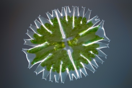 Desmid algae under the microscope