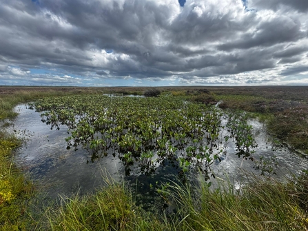 Munsary bog pools. Credit Dave Reed.