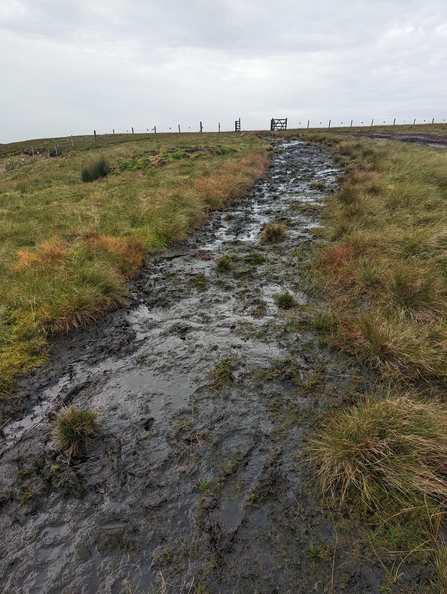 Track through a peatland