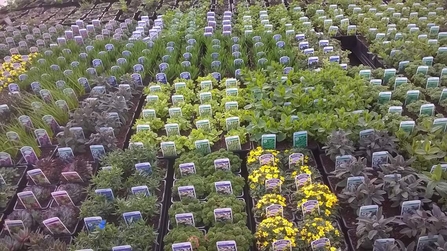 Trays of peat-free plants at a nursery