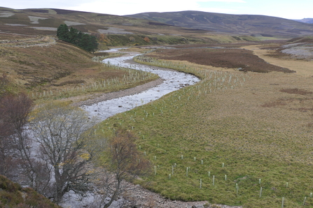 Tree planting on the river Gairn in the upper Dee catchment, Scotland. 