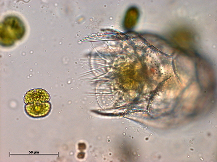Rotifer eating Cosmarium