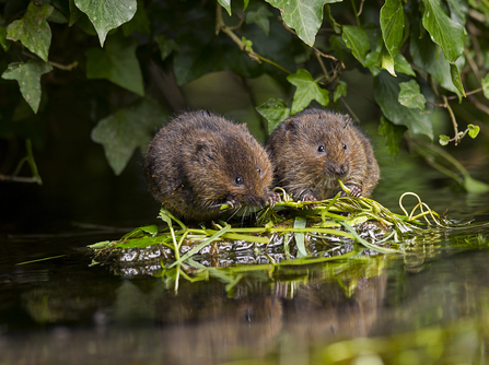Two young Water voles feeding on vegetation by a river