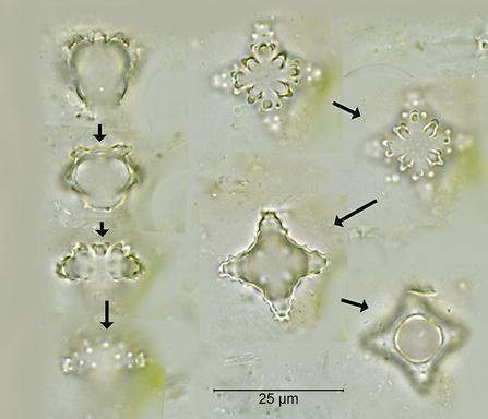 Dead/empty desmid cells.