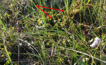 Close-up of a base-rich area within an acidic mire showing Carex and Sphagnum species.