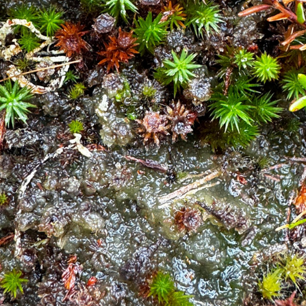 Close up of algal growth on blanket bog