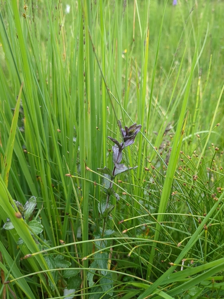 Bartsia alpina plant growing in amongst grass and sedge sward