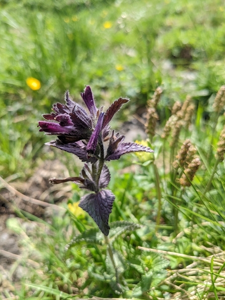 Close-up of Bartsia alpina in flower.