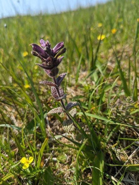 Close-up of Bartsia alpina flower on an upland fen