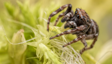 Bog spider on vegetation