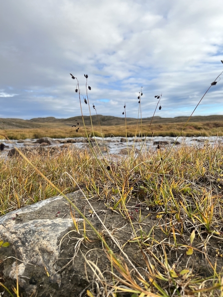 Carex atrofusca plants growing on peatland