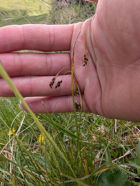 A close-up of a sedge, Carex capillaris, on a fen with a person's hand behind it for size comparison.