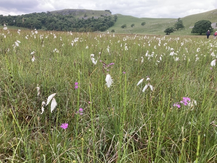 Mire with Cottongrass and Primula.