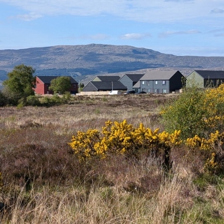 Houses on cleared peatland with gorse in the foreground and hills in the background.