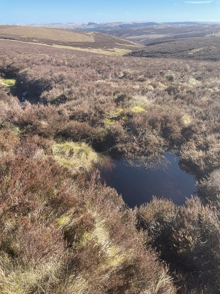 Area of peatland in the Scottish Borders with bog pool in the foreground and hills in the background.