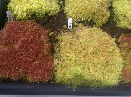 Sphagnum micropropagation