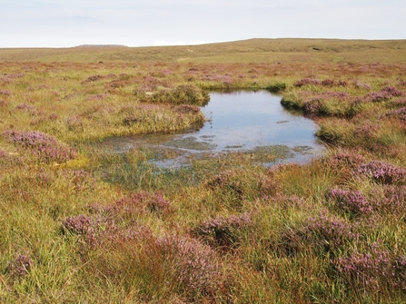 Large bog pool on Garron Plateau surrounded by heather