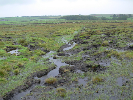 Waterlogged gully on a peatland