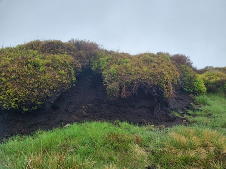 Peat hagg