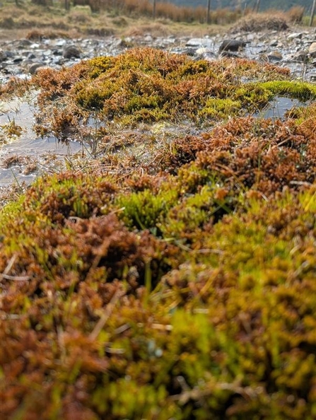 Close-up of bryophyte plants