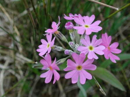 Close-up of Primula farinosa flower heads