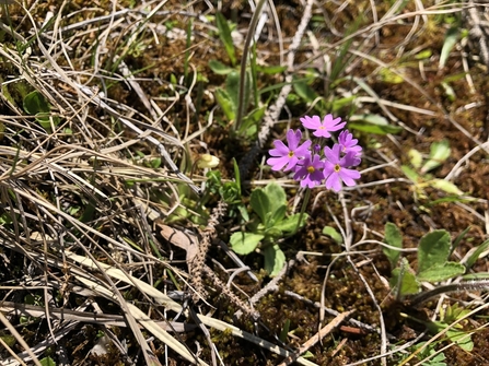 Close-up of Primula farinosa in flower.