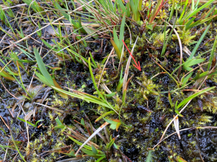 Close-up of Sphagnum on an acidic mire.