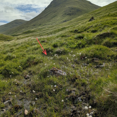 Peatland showing plant community transition. Red arrow pointing to area of flush.