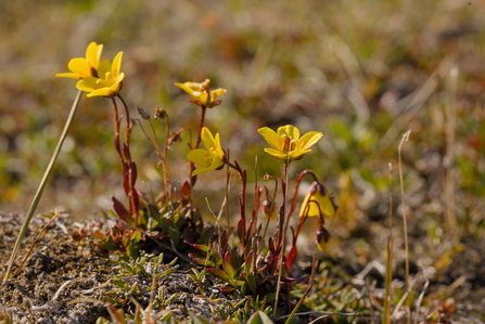 Close-up of Saxifraga hirculus plants on peatland.
