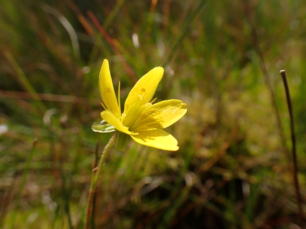 Close-up of the flowering head of Saxifraga hirculus