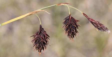 Close-up of Scorched Alpine Sedge.