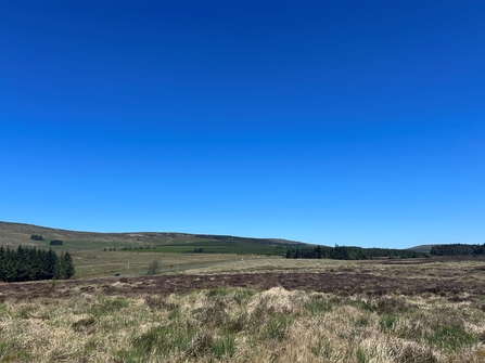 Raised bog with forestry plantation in the background