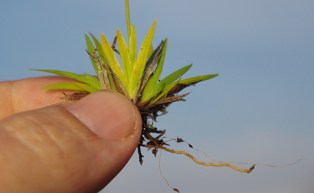 Close-up of Tofieldia pusilla held between a person's finger and thumb.