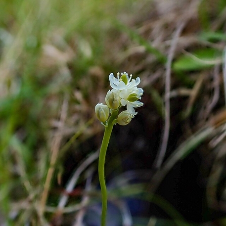 Close-up of Tofieldia pusilla plant.