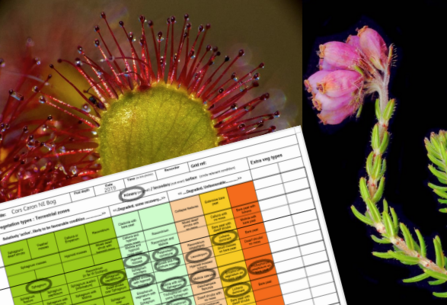 Close-ups of a sundew leaf and cross-leaved heath flower with the condition matrix recording form overlaid