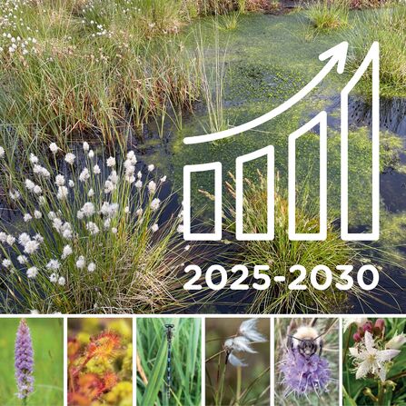 Infographic showing a photograph of a bog pool and close-ups of various peatlands species overlaid with a bar graph showing an updward trajectory.