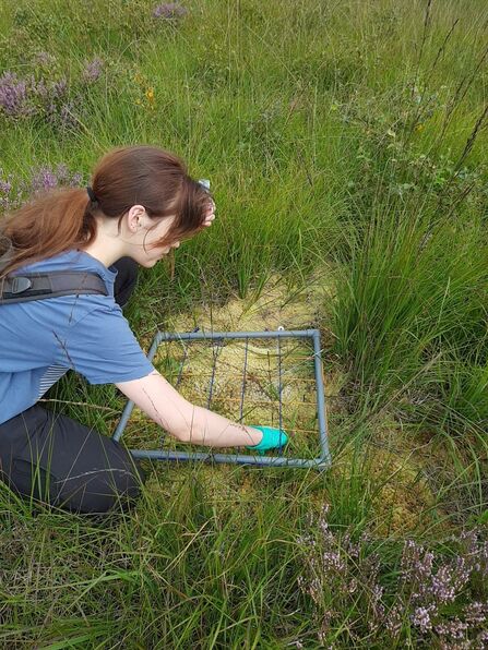 Jessica leaning over a 50x50cm gridded quadrat covering a hummock of sphagnum moss.