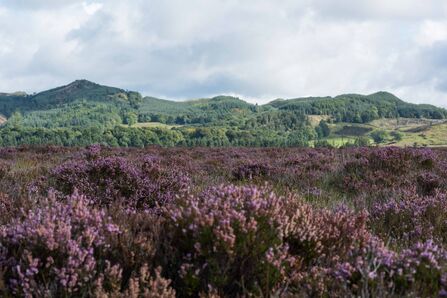 A landscape of purple heather with wooded hills in the distance.