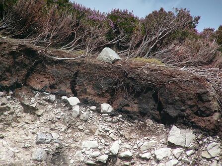 Thin peat soils account for a large proportion of Scotland’s peat extent. A thin peat layer of 30 cm can contain around 300 tonnes C per hectare – equivalent to tropical rainforest