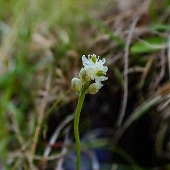 Tofieldia pusilla in close-up