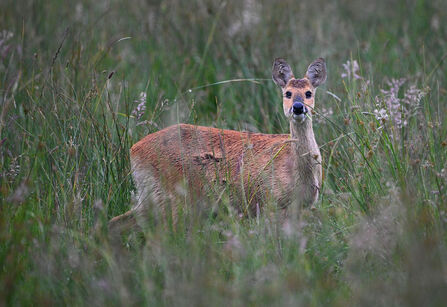 Chinese water deer in a fen meadow.