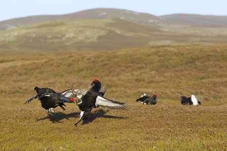 Black grouse males lekking