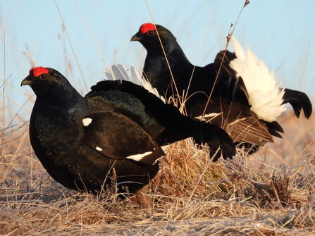 Black grouse in Southern Uplands, Scotland. 