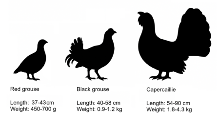 Comparative sizes of red grouse, black grouse and capercaillie