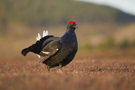 Male black grouse 