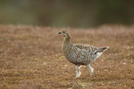 Female black grouse