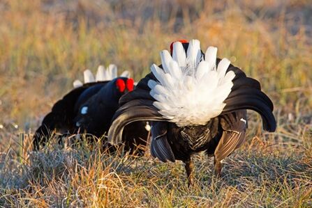Black grouse males lekking